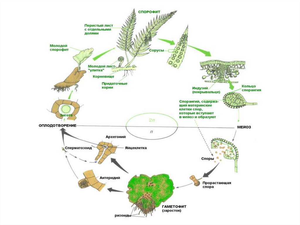 Схема жизненного цикла высших растений