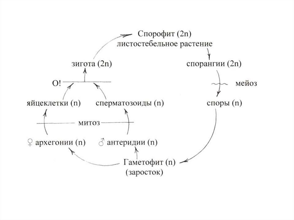 Жизненные циклы высших споровых. Цикл развития спорового растения схема. Жизненный цикл высших споровых растений схема. Жизненный цикл споровых растений схема. Циклы развития высших споровых растений.