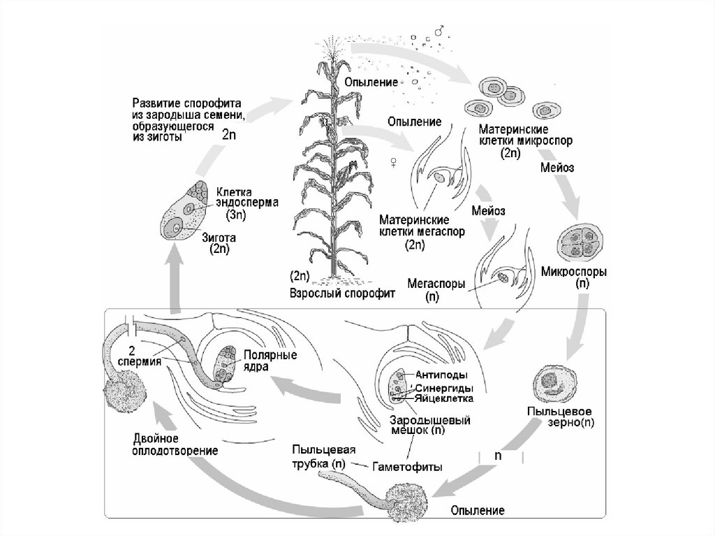 Жизненные циклы егэ биология задания. Жизненный цикл покрытосеменных растений схема. Жизненный цикл цветковых растений гаметофит. Жизненные циклы растений гаметофит и спорофит. Циклы развития цветкового растения схемы ЕГЭ.