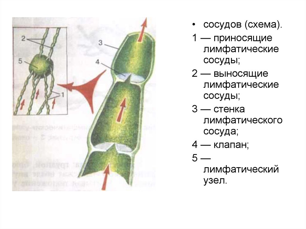 Лимфатический сосуд рисунок