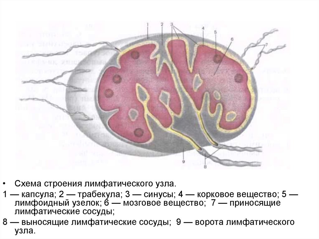 Изучите строение лимфатического узла сделайте обозначение к рисунку