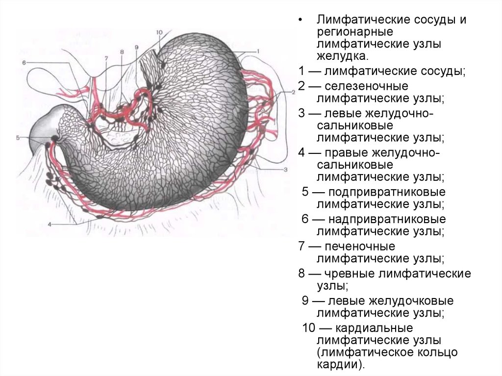 Лимфоотток желудка схема