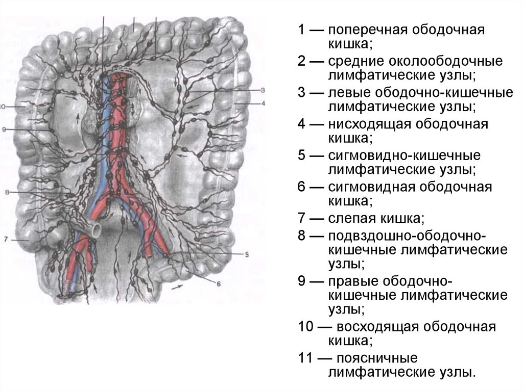 Узелки кишечника. Лимфатическая система ободочной кишки. Лимфоузлов брыжейки кишечника. Лимфоузлы брыжейки толстой кишки. Регионарные лимфоузлы слепой кишки.