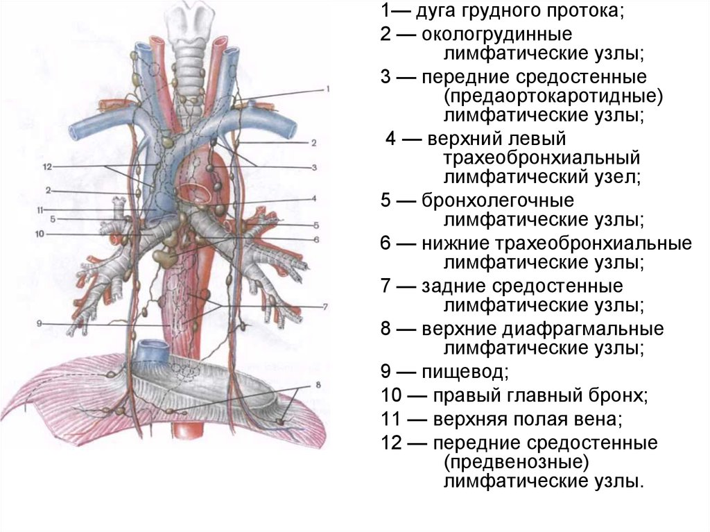 Лимфоузлы средостения схема расположения