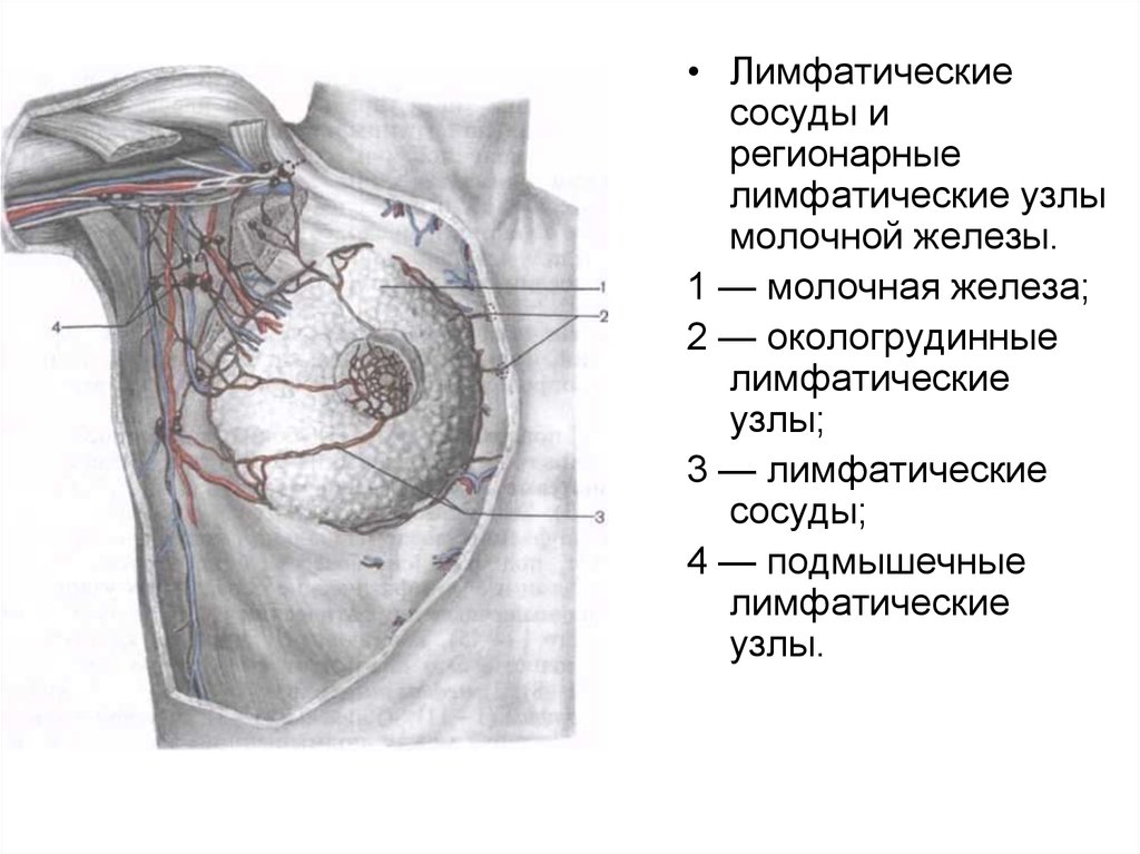 Лимфатические узлы груди. Аксиллярные лимфатические узлы. Региональные лимфатические узлы молочной железы. Парамаммарные лимфатические узлы. Регионарные лимфоузлы молочных желез.