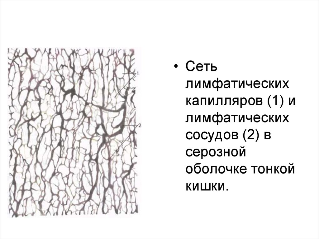 Лимфатические капилляры отсутствуют в. Сеть лимфатических капилляров. Лимфа капиллярная сеть. Лимфатические капилляры и лимфатические сосуды лимфатические сети. Лимфокапиллярная сеть это.