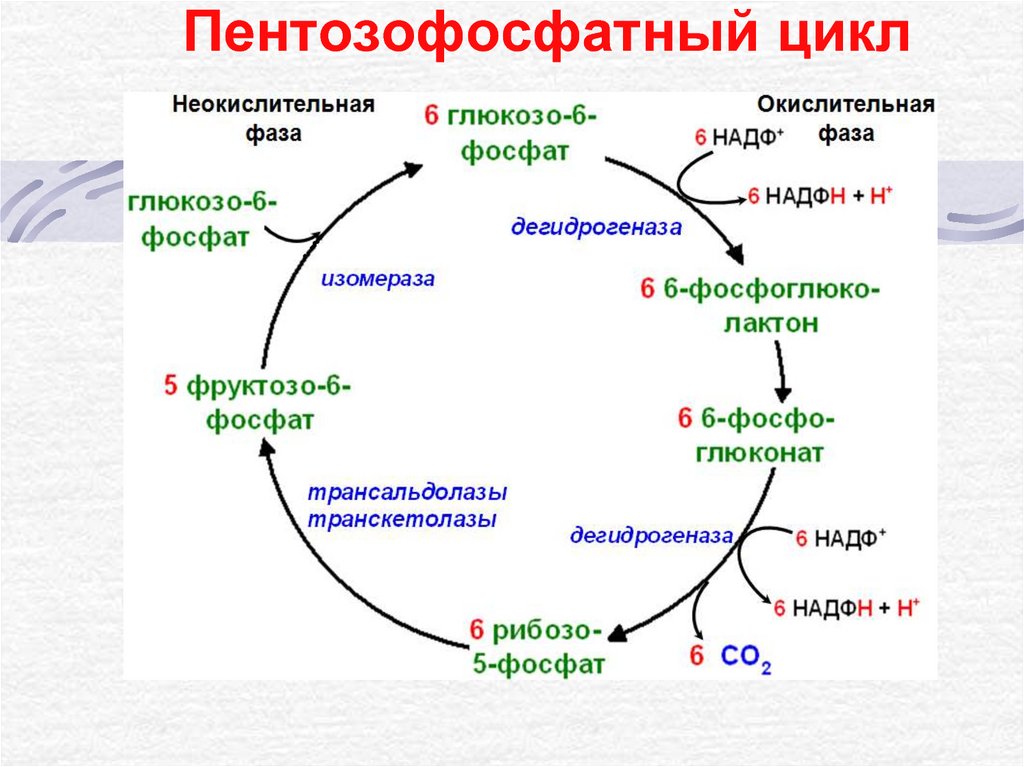 Распад растений. Схема пентозофосфатного цикла. Пентозофосфатный путь биохимия цикл. Пентозофосфатный путь биохимия реакции. Пентозофосфатный путь неокислительный этап схема.