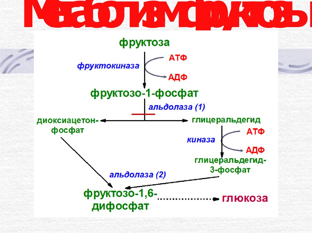 Взаимопревращения фруктозы глюкозы галактозы схема