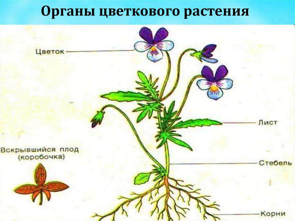 Покрытосеменные имеют корень. Органы цветковых растений. Стебель покрытосеменных. Корень покрытосеменных растений. Внешнее строение покрытосеменных.