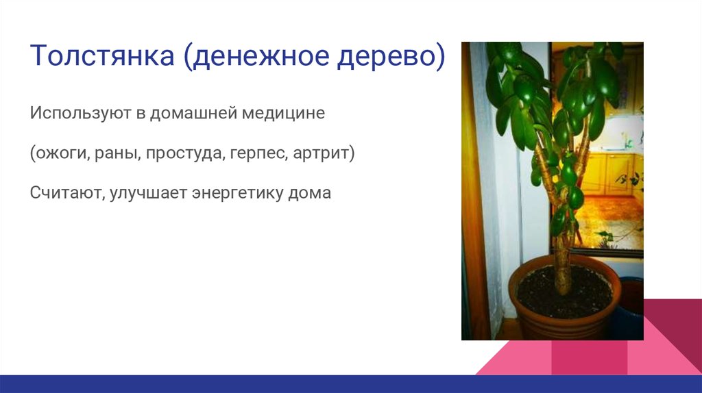 Денежное дерево от чего помогает. Денежное дерево использование в медицине. Толстянка при ожогах. Денежное дерево в медицине от чего помогает. Денежное дерево от герпеса.