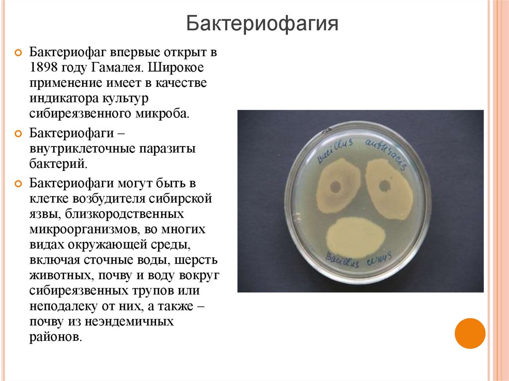 Бактериофагия. Бактериофагия стафилококка. Явление бактериофагии впервые описал:. Микробиологическая характеристика возбудителя сибирской язвы.