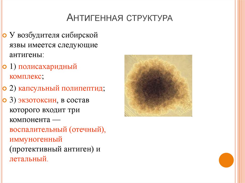 Презентация по микробиологии сибирская язва