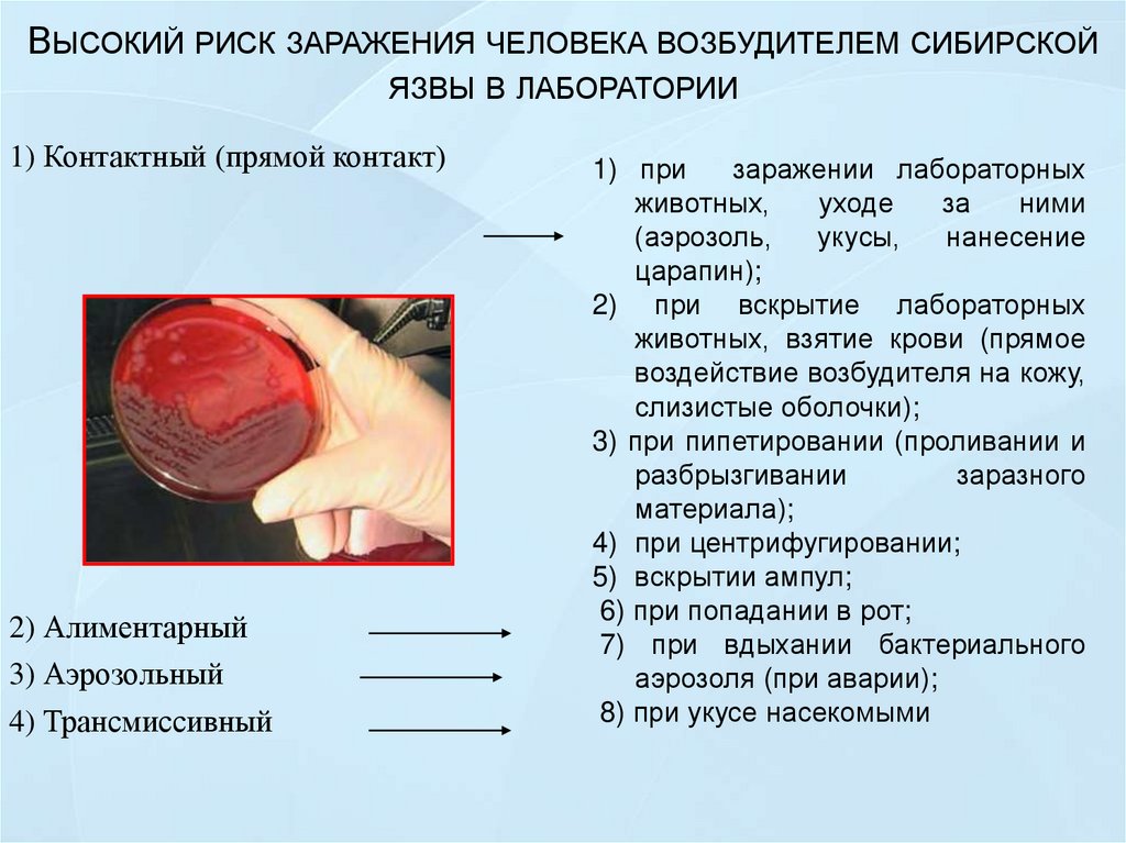 Как передается язва. Микробиологическая диагностика сибирской язвы. Бактериологический метод сибирской язвы. Сибирская язва материал для исследования. Результат бактериологического исследования сибирской язвы.