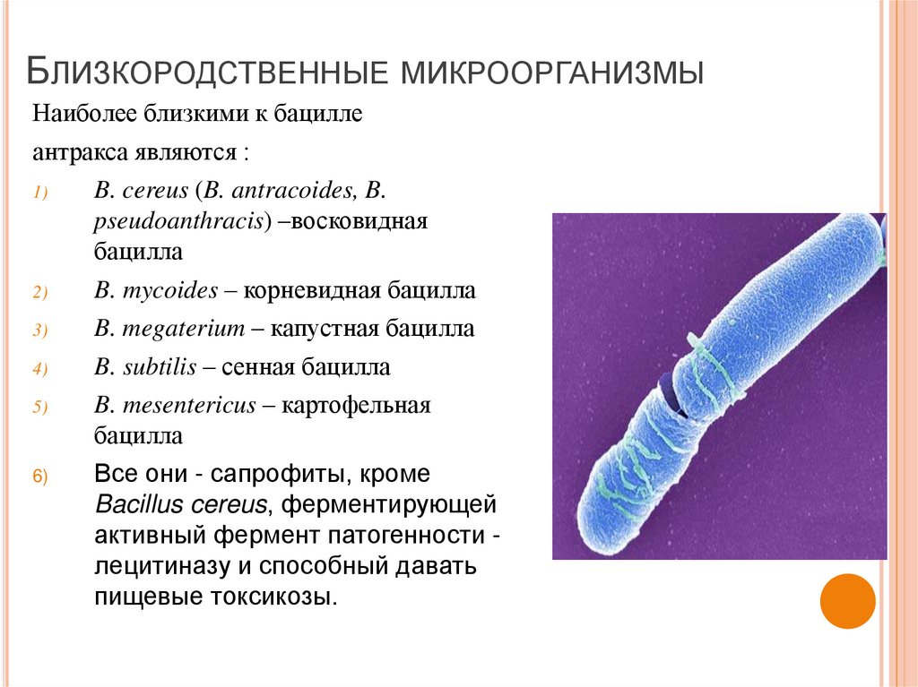Ковид бактерия