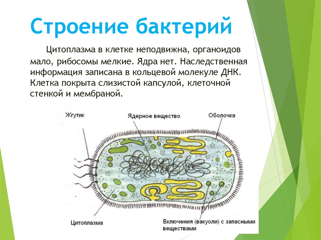 В клетках прокариот отсутствуют. Органоиды бактериальной клетки. Строение бактериальной клетки, ее органоиды 5 класс. Цитоплазма бактериальной клетки. Органоиды бактериальной клетки 5 класс биология.