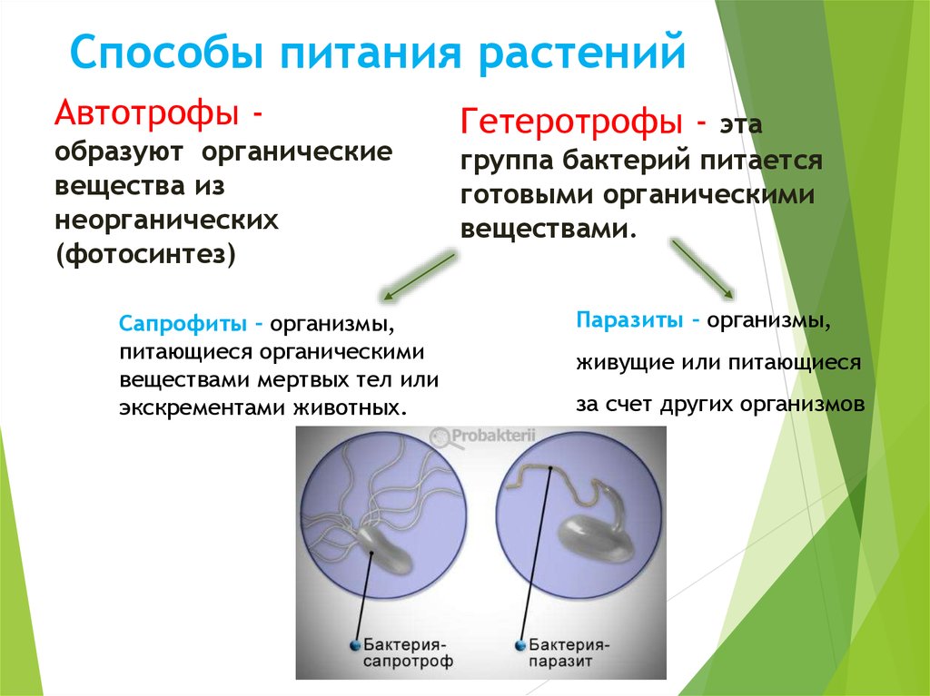 Рост и питание микроорганизмов презентация