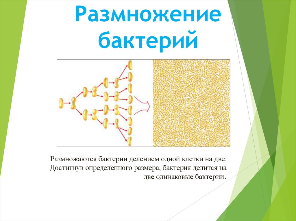 Размножение бактерий презентация