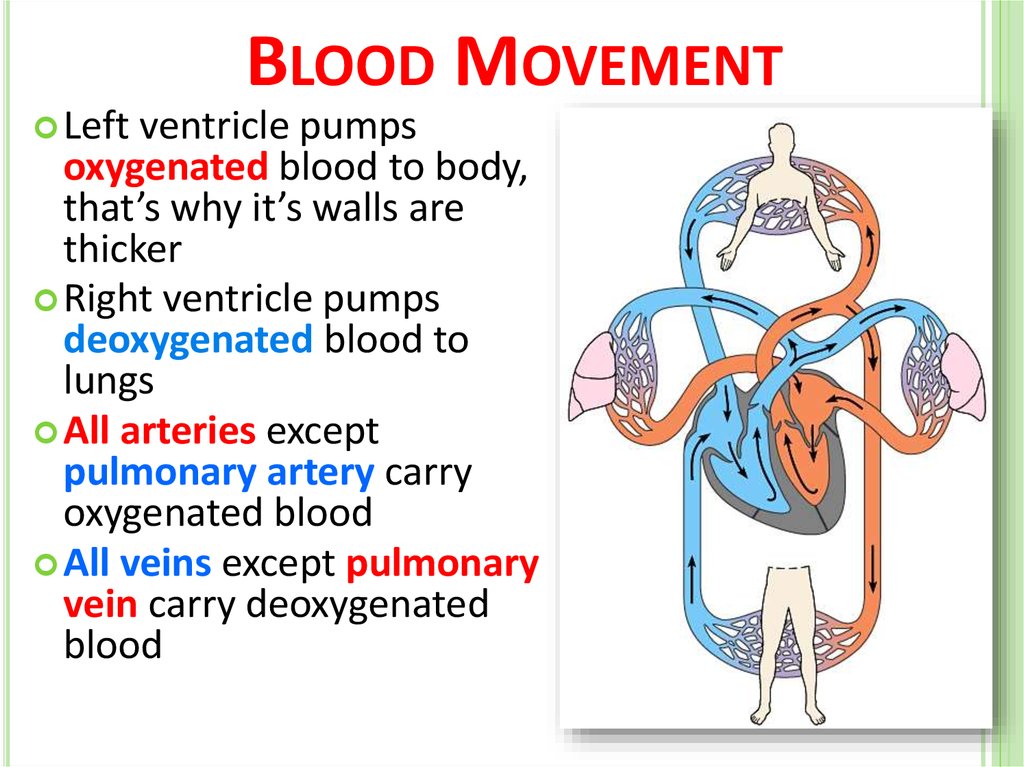 Human circulatory system - презентация онлайн