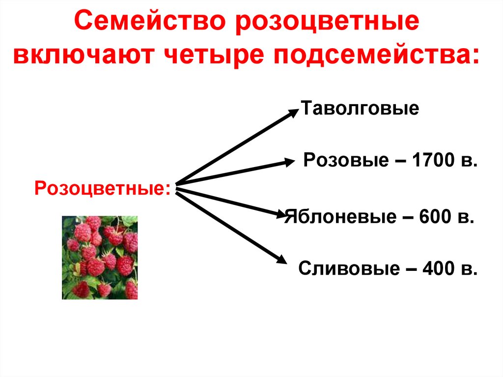Розоцветные корневые. Двудольные семейство Розоцветные. Классификация растений Розоцветные. Семейства двудольных растений Розоцветные. Семейство Розоцветные подсемейства.