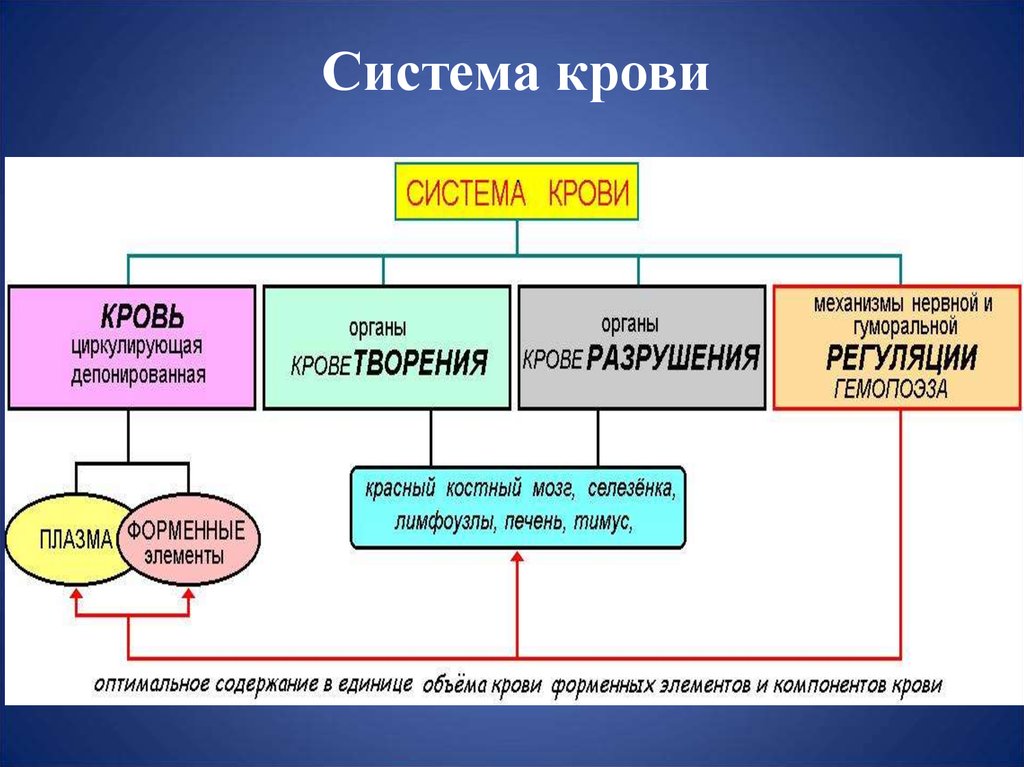 Кро ви. 1. Понятие о системе крови. Система крови схема. Система крови физиология. Структура системы крови.