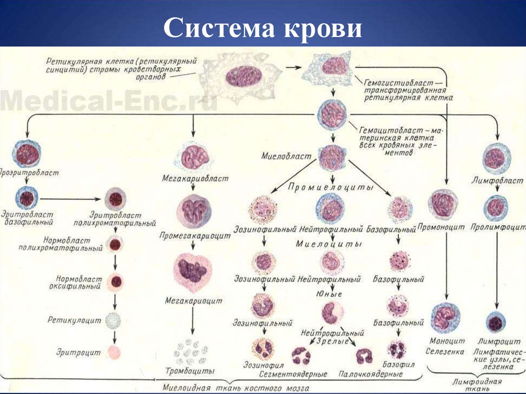 Развитие клеток крови. Система образования клеток крови. Созревание клеток крови схема. Схема кроветворения в Красном костном мозге. Схема кроветворения лейкоцитов.