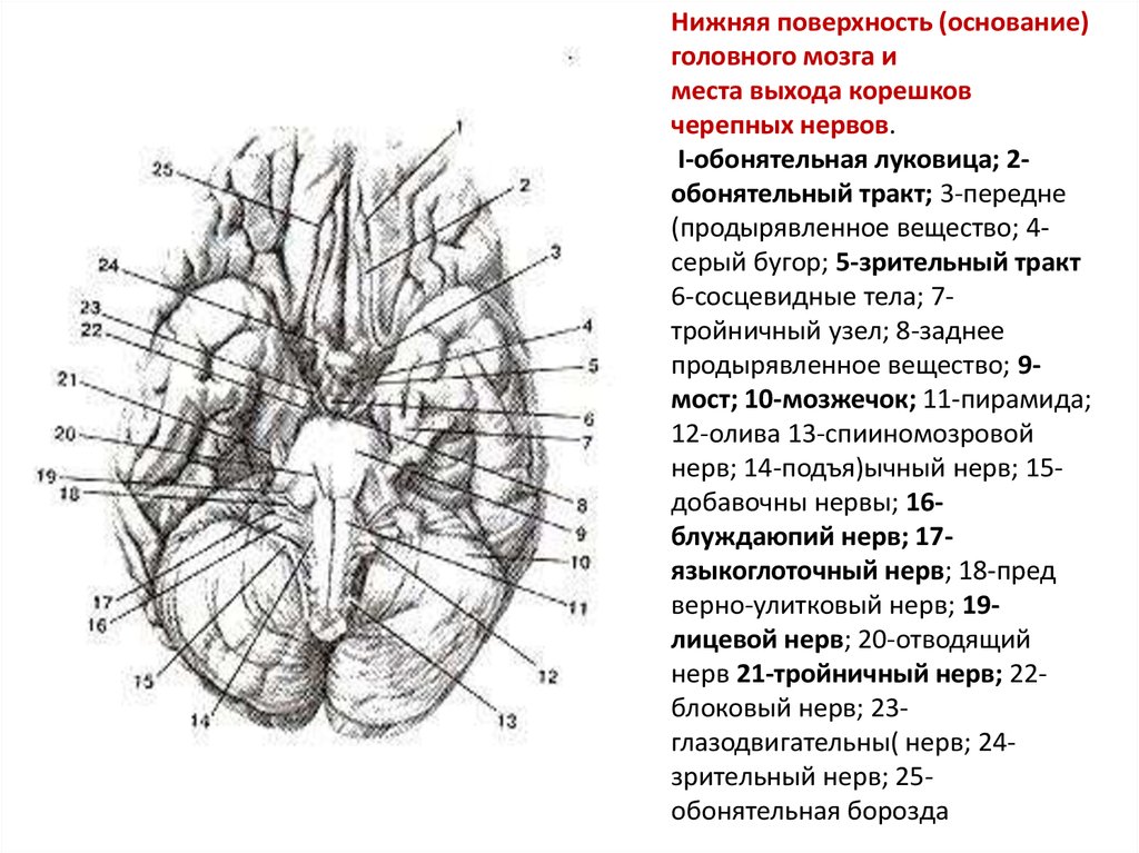 Серый бугор. Отводящий нерв место выхода из мозга. На основании головного мозга обонятельные луковицы.