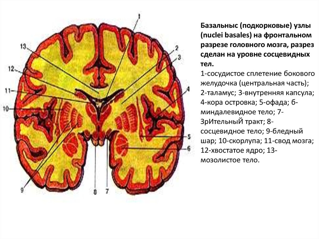 Очаги в коре головного мозга. Фронтальный срез головного мозга базальные ядра. Фронтальный разрез головного мозга подкорковые ядра. Анатомия подкорковых структур головного мозга. Желудочки мозга на фронтальном разрезе.