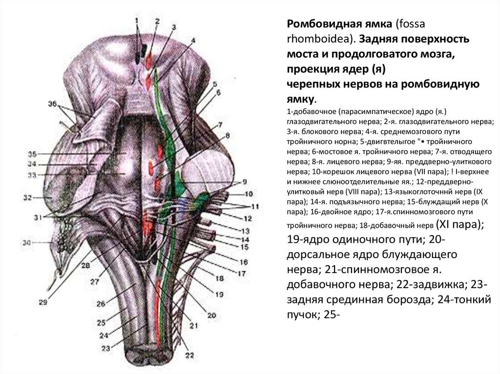 Ядра черепных нервов моста. Ромбовидная ямка продолговатого мозга. Ромбовидная ямка анатомия на черепе. Проекция ядер на ромбовидную ямку. Срединная борозда ромбовидной ямки.