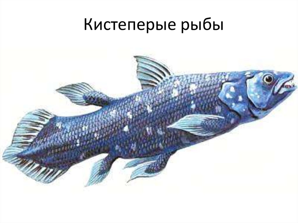 Кистеперые рыбы класс. Кистепёрые рыбы представители Латимерия. Латимерия Чалумна. Отряд кистеперые. Лучеперые и кистеперые рыбы.