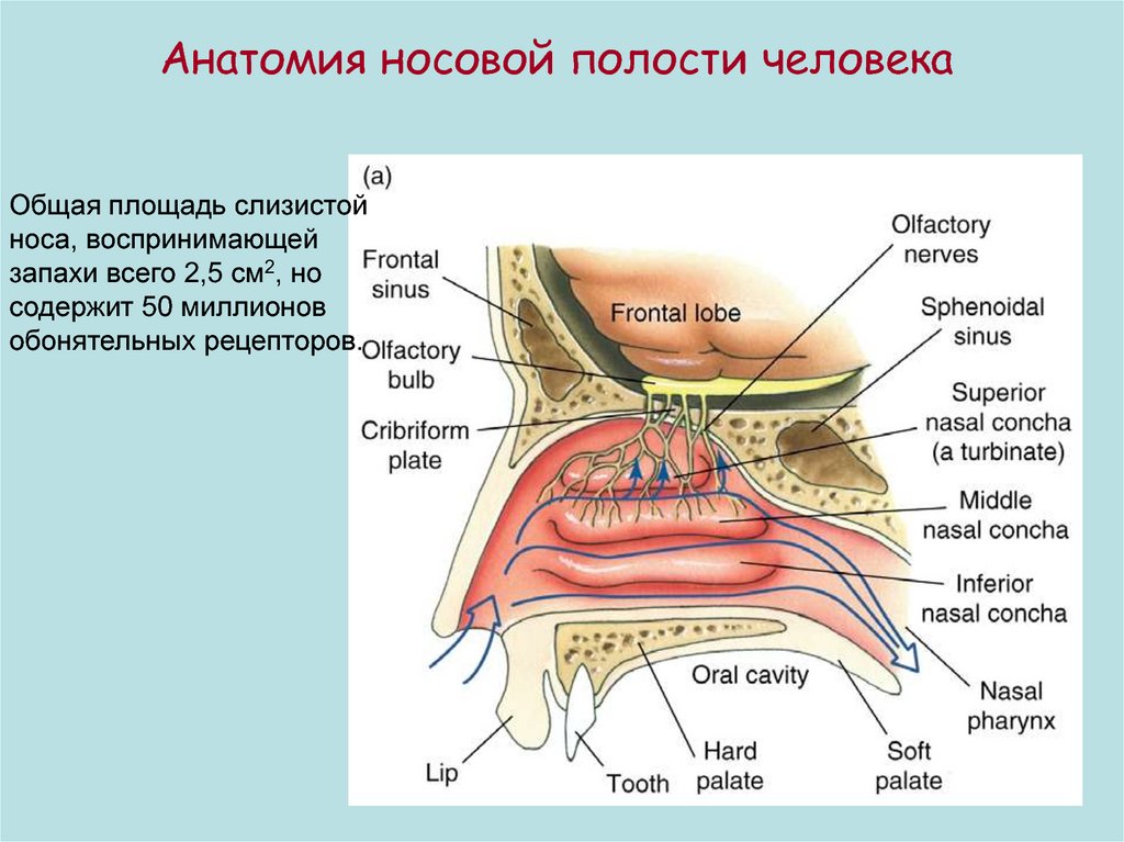 Как устроена носовая полость