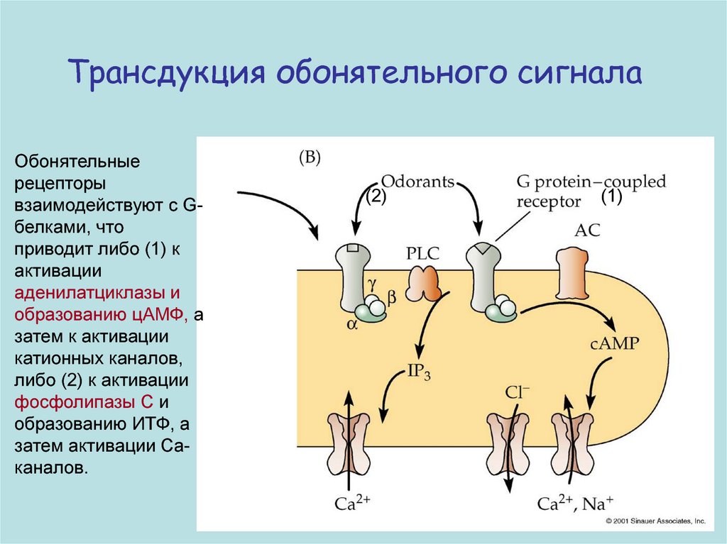 Общая схема трансдукции сигнала