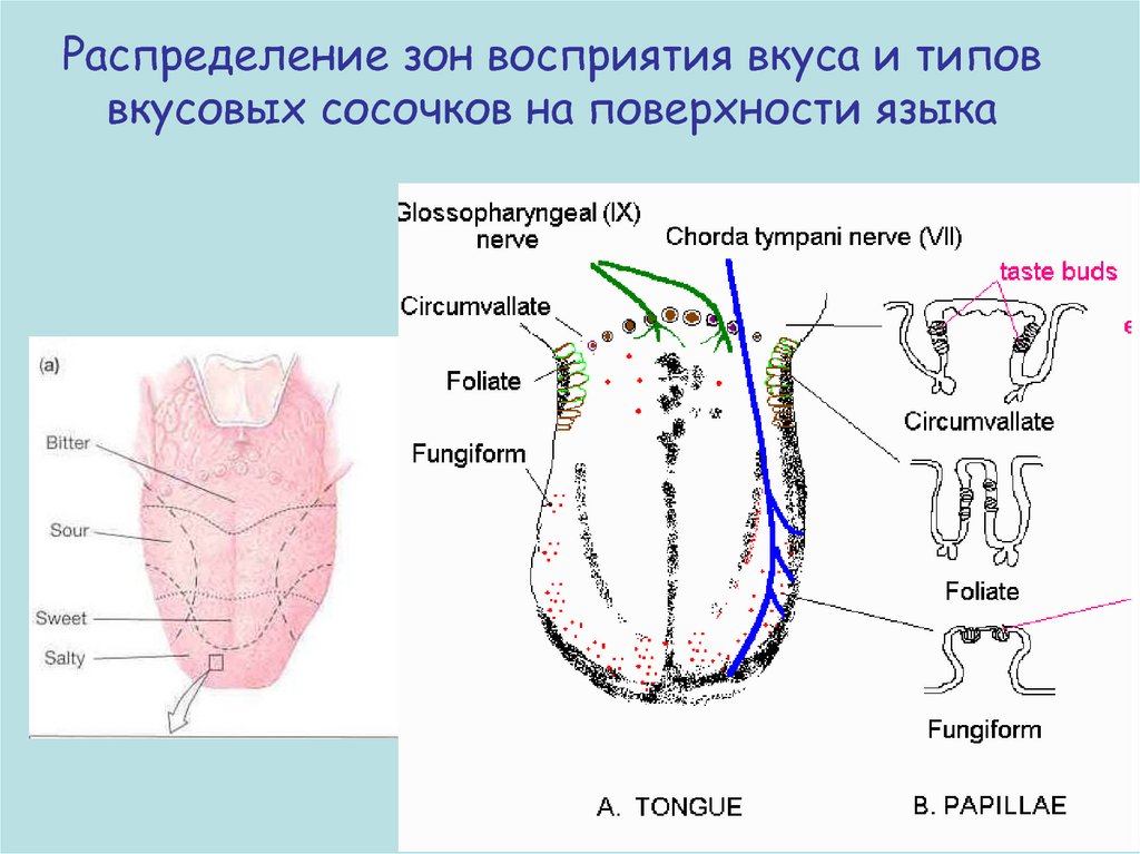 Какой вкус воспринимает зона языка. Зоны вкусового восприятия языка. Вкусовые рецепторы на языке схема. Вкусовые зоны языка схема. Распределение вкусовых сосочков на языке.