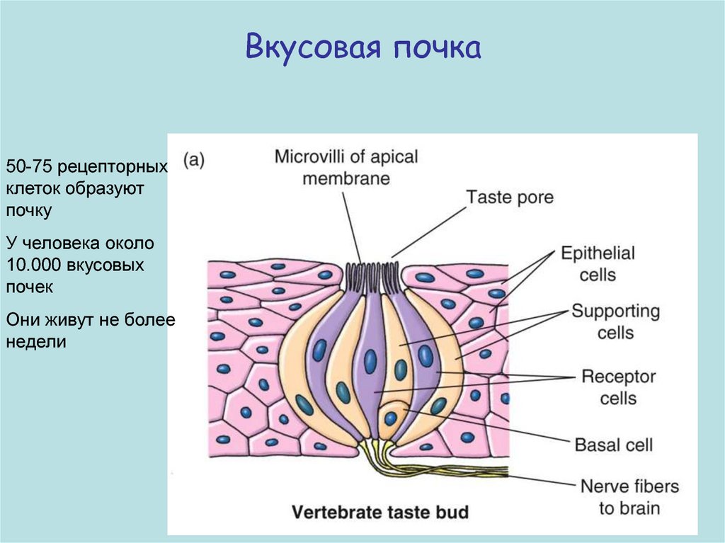 Строение вкусовой почки рисунок