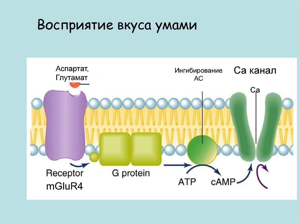 Вкус умами что это. Умами Рецептор. Рецептор вкуса умами. Умами Рецептор на языке. Вкус умами рецепторы языка.