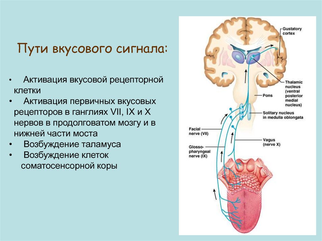 Пропускать структура. Вкусовой путь. Строение и путь вкусового анализатора. Проводящий путь от вкусовых рецепторов. Путь вкусовых сигналов.