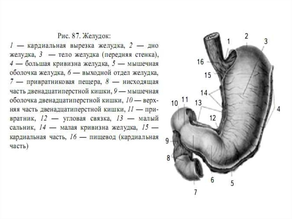 Нижняя часть желудка. Свод желудка анатомия латынь. Кардиальная часть желудка анатомия. Кардиальная часть желудка анатомия латынь. Желудок анатомия человека латынь.