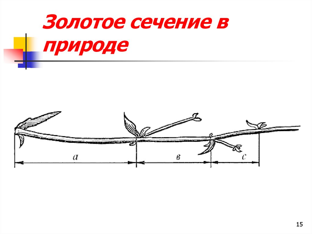 Золотое сечение бога