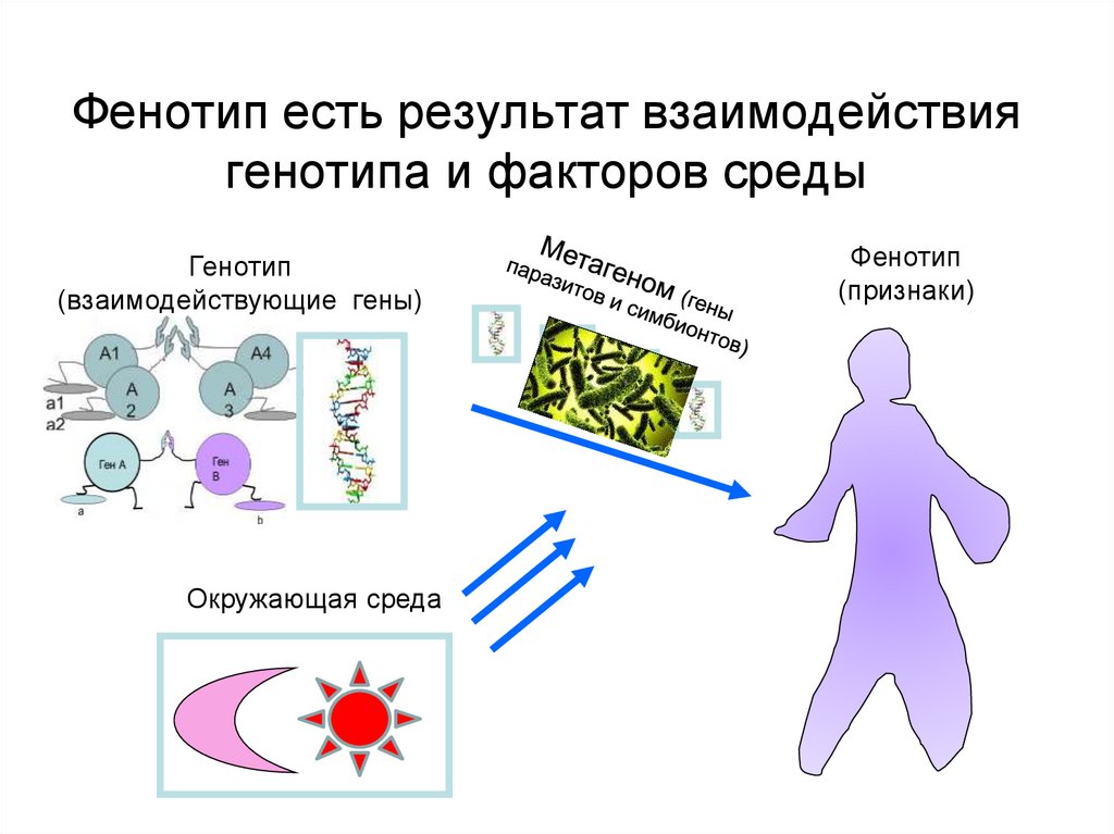 Взаимодействие генотипа и среды презентация