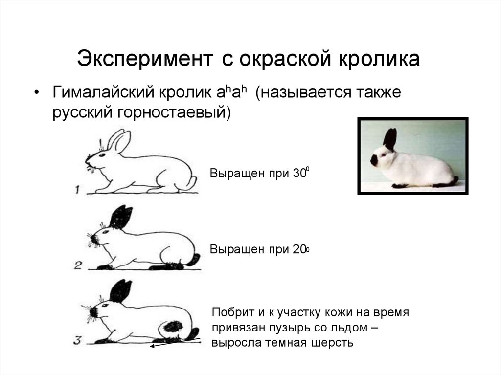 На рисунке изображены горностаевые кролики. Эксперимент с Гималайским кроликом. Опыт с Горностаевым кроликом. Генетика кроликов. Окраска гималайских кроликов эксперимент.
