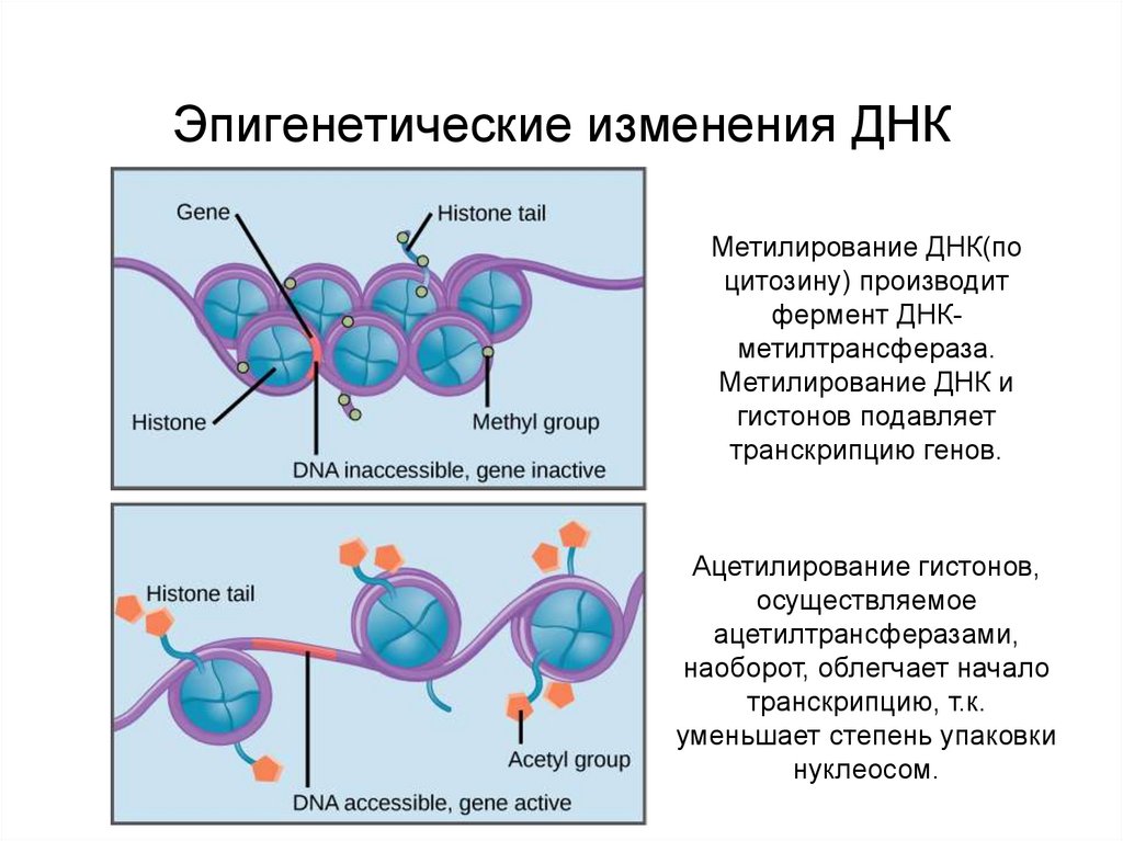 Закономерности мутационного процесса эпигенетика и эпигеномика