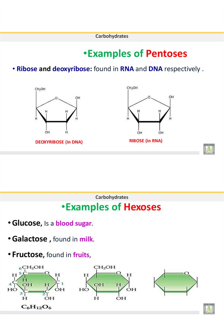 •Examples of Pentoses