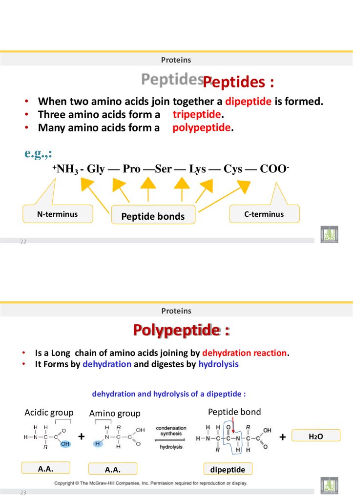 Peptides :