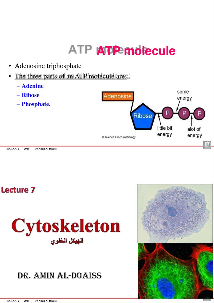 ATP molecule