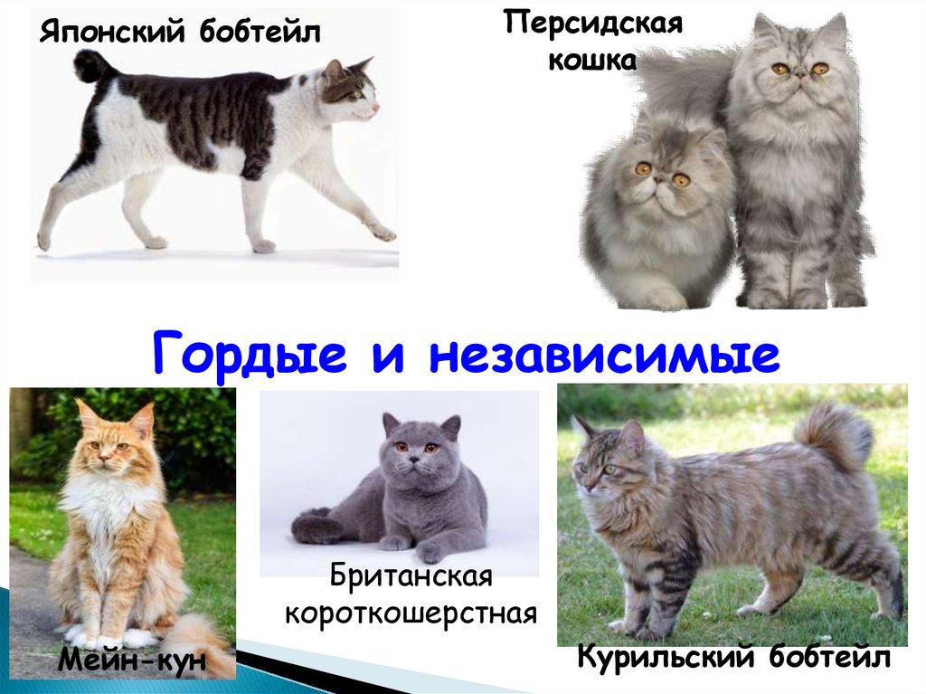 5 типов кошек. Презентация про кошек. Схема разновидностей кошек. Презентация кошки их родственники.