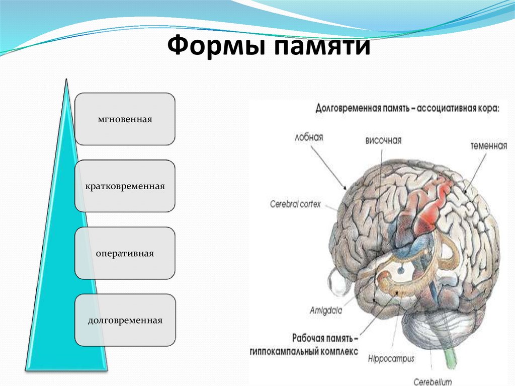 Память функция мозга. Строение головного мозга структура памяти. Структура памяти человека долговременная. Структуры отвечающие за память. Структуры головного мозга отвечающие за память.