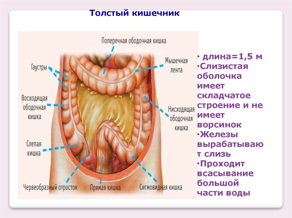 Поперечная кишка где находится