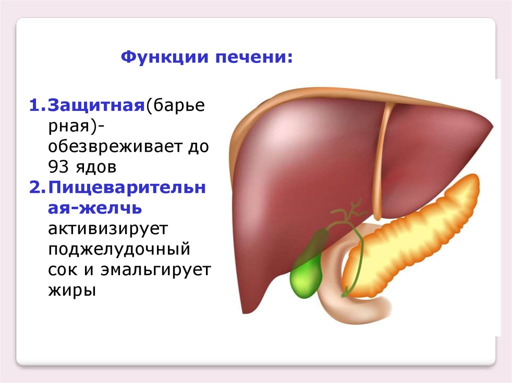 Не пищеварительные функции печени. Нарушение обезвреживающей функции печени.