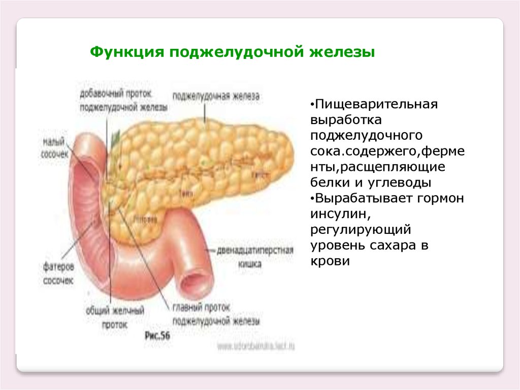 Пищеварительная роль поджелудочной железы. Пищеварительные железы человека. Функции кишечных желез. Строение пищеварительных желез. Функции поджелудочной железы в пищеварении.