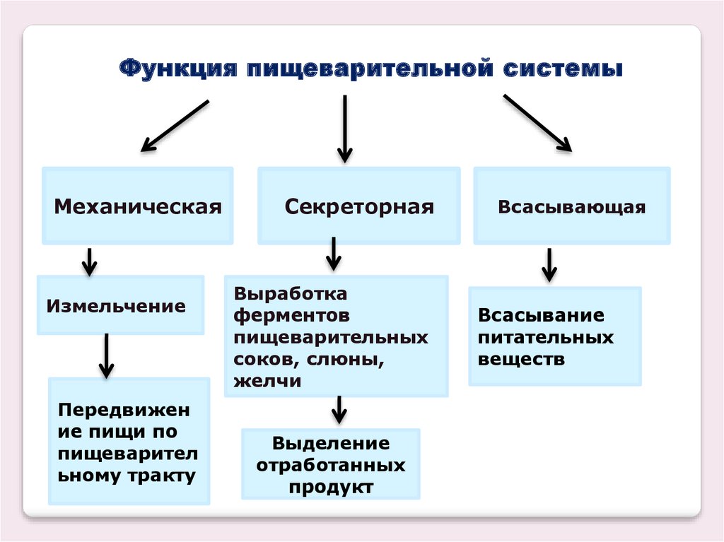 Средства влияющие на пищеварительную систему фармакология презентация