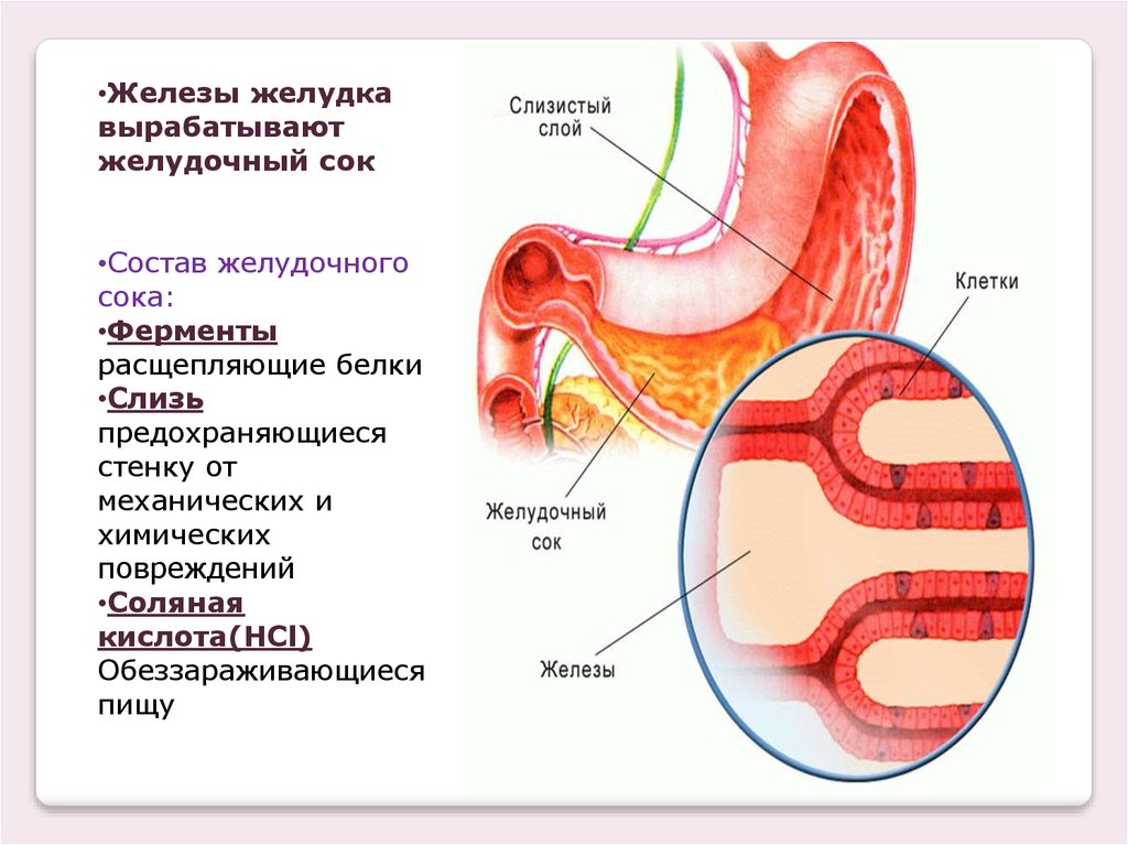 Слизистая желудка вырабатывает. Железы желудка. Основные железы желудка. Как вырабатывается желудочный сок. Клетки слизистой оболочки желудка вырабатывают.